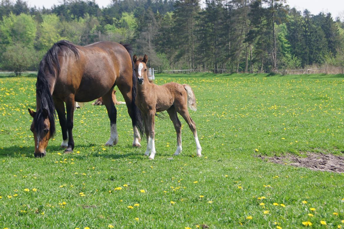 Welsh Pony (sec B) Bjerregårds Diego - Som føl billede 3