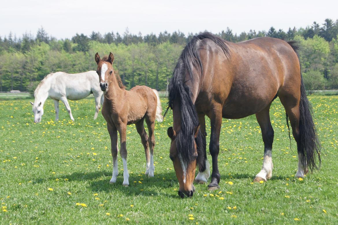 Welsh Pony (sec B) Bjerregårds Diego billede 6