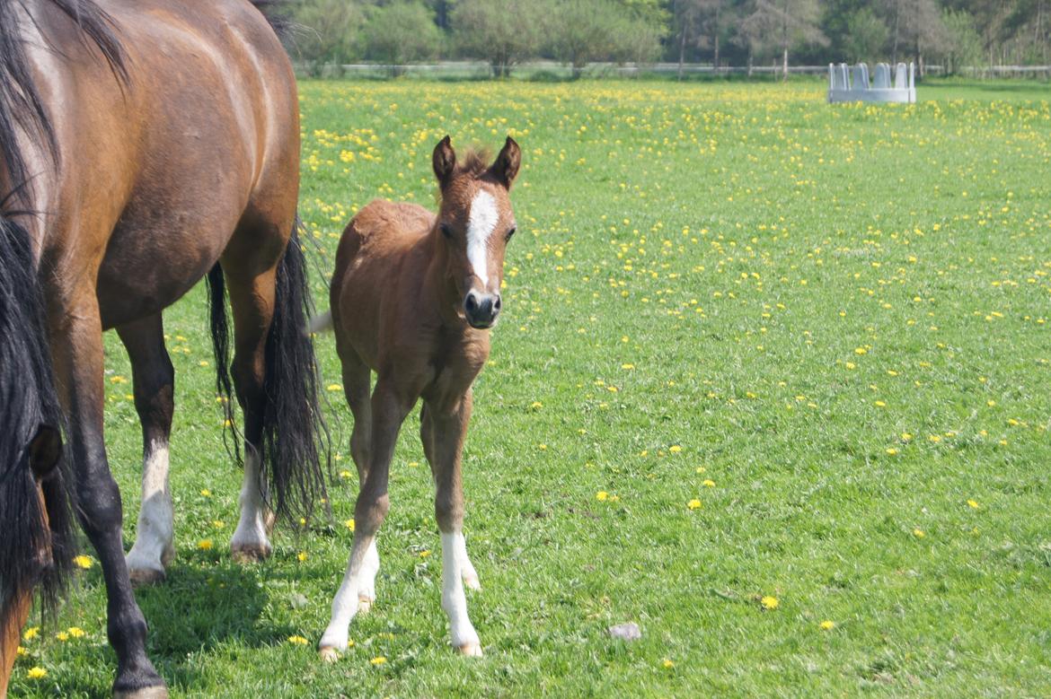 Welsh Pony (sec B) Bjerregårds Diego billede 7