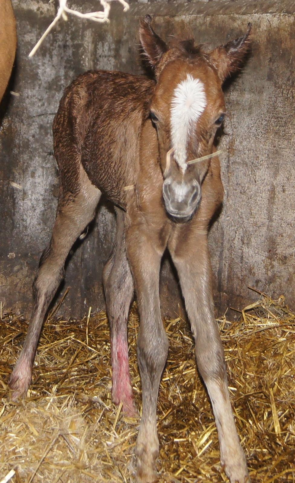 Welsh Pony (sec B) Bjerregårds Diego - Lige kommet ud af muttis mave billede 9