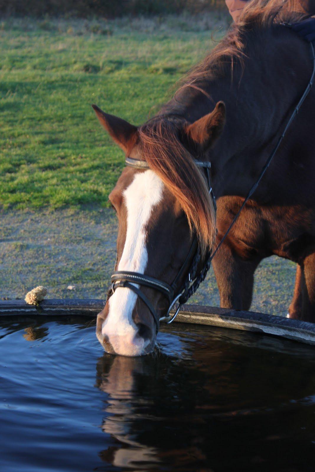 Anden særlig race Mister Jack. - Mister Jack <3 billede 13