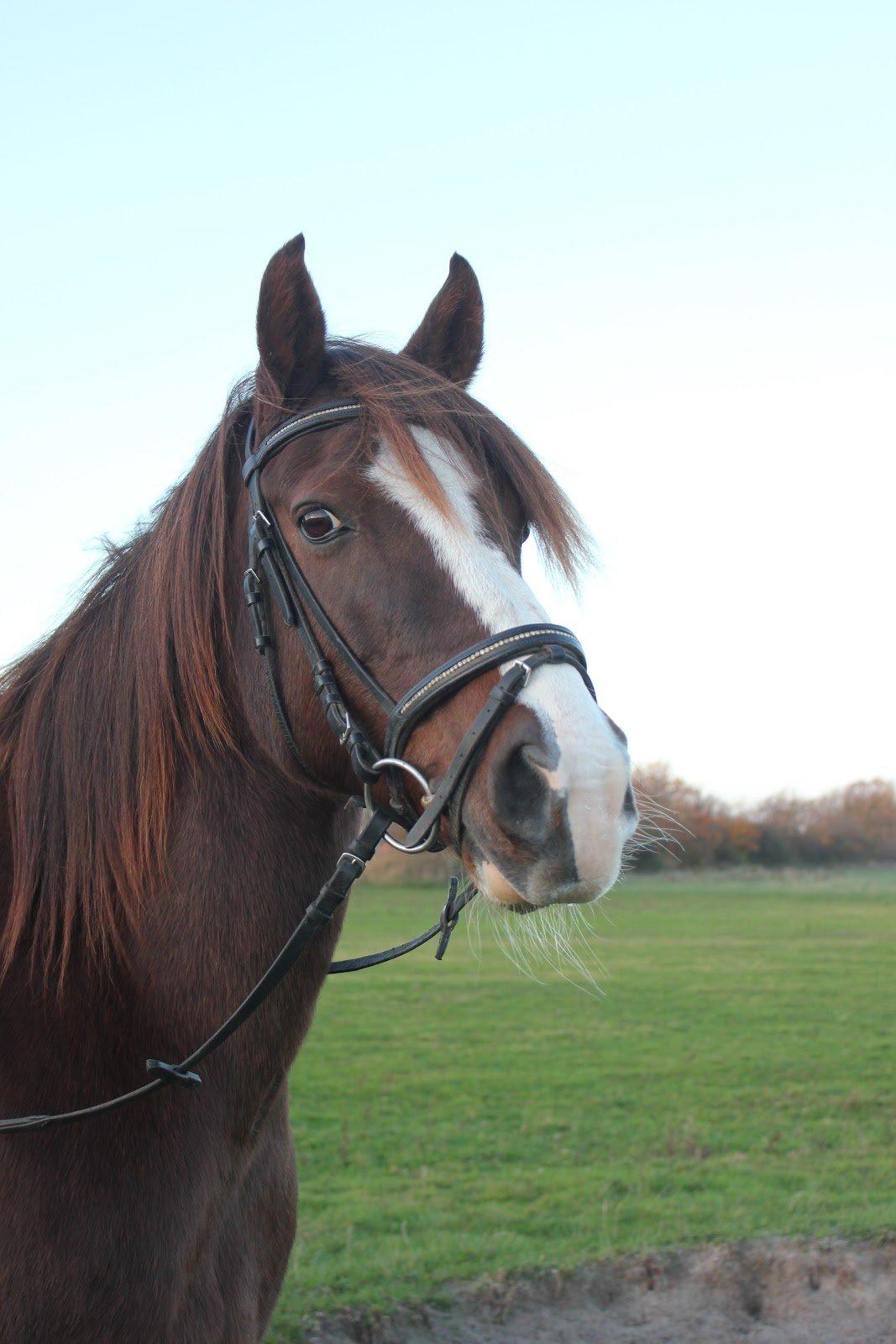 Anden særlig race Mister Jack. - Min enestående pony! billede 14