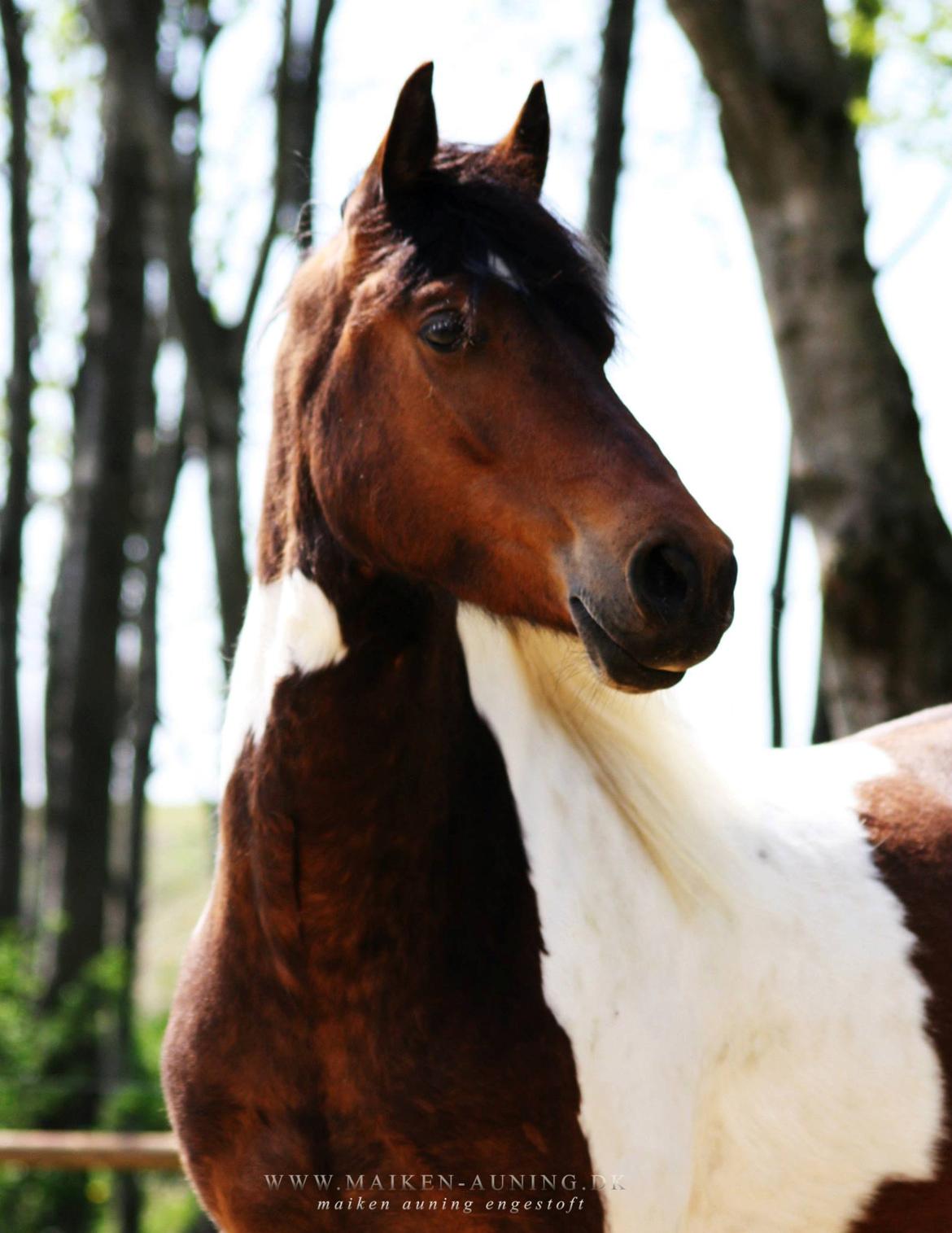 Welsh Cob (sec D) / Pinto - Skovbjerggårds Lukas (SOLGT) - 17. maj 2013  billede 20