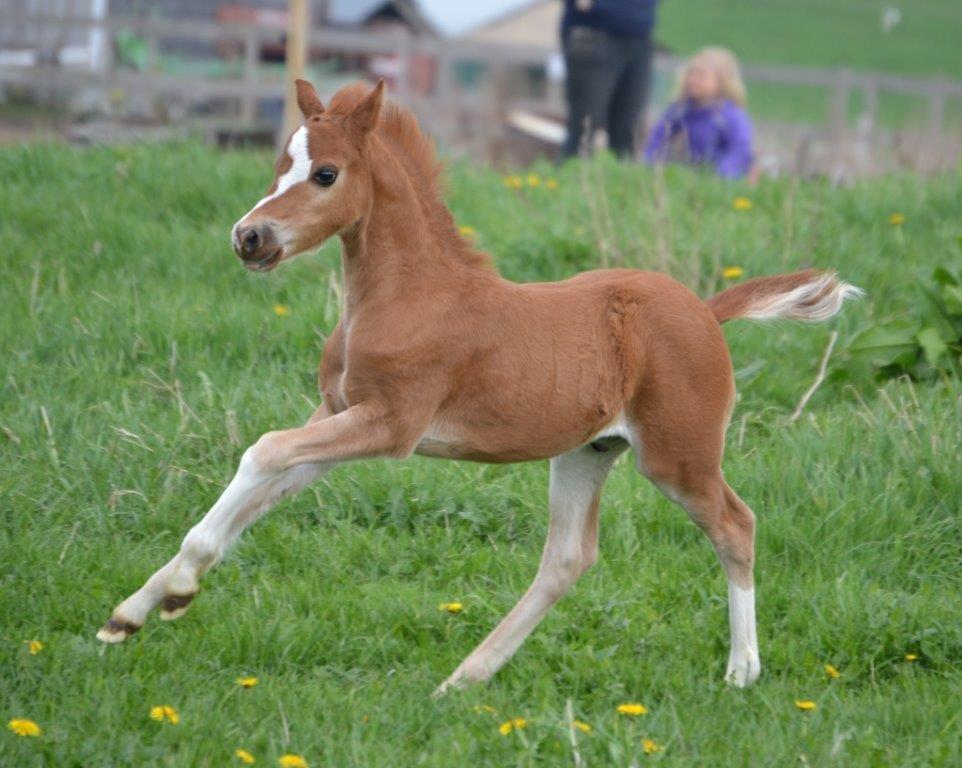 Welsh Mountain (sec A) Okkerdalens Union Jack SOLGT - På fold 10.05.2013
Foto: Zanne Jedig, Stutteri Harvest billede 1