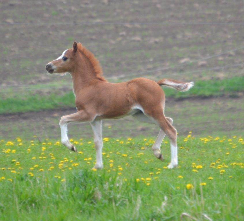 Welsh Mountain (sec A) Okkerdalens Union Jack SOLGT - På fold 10.05.2013
Foto: Zanne Jedig, Stutteri Harvest billede 2