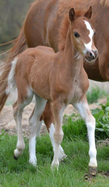 Welsh Mountain (sec A) Okkerdalens Union Jack SOLGT - På fold 10.05.2013
Foto: Zanne Jedig, Stutteri Harvest billede 4
