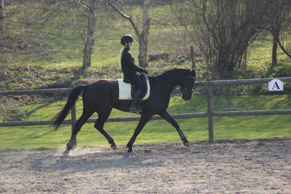 Trakehner Hertima De L billede 8