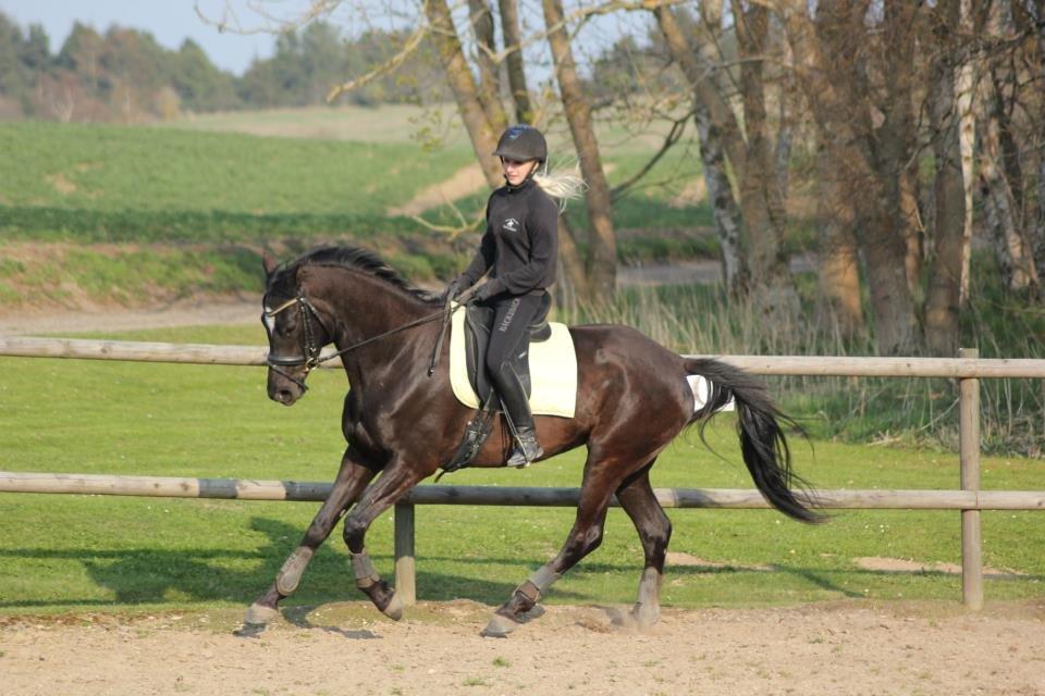 Trakehner Hertima De L billede 14