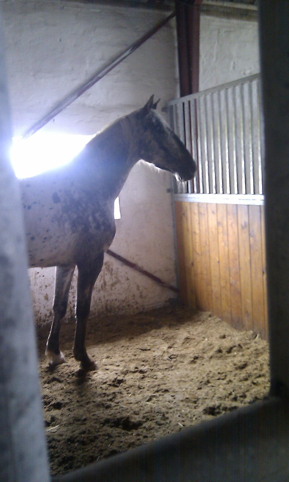 Knabstrupper Friis' Safia billede 4