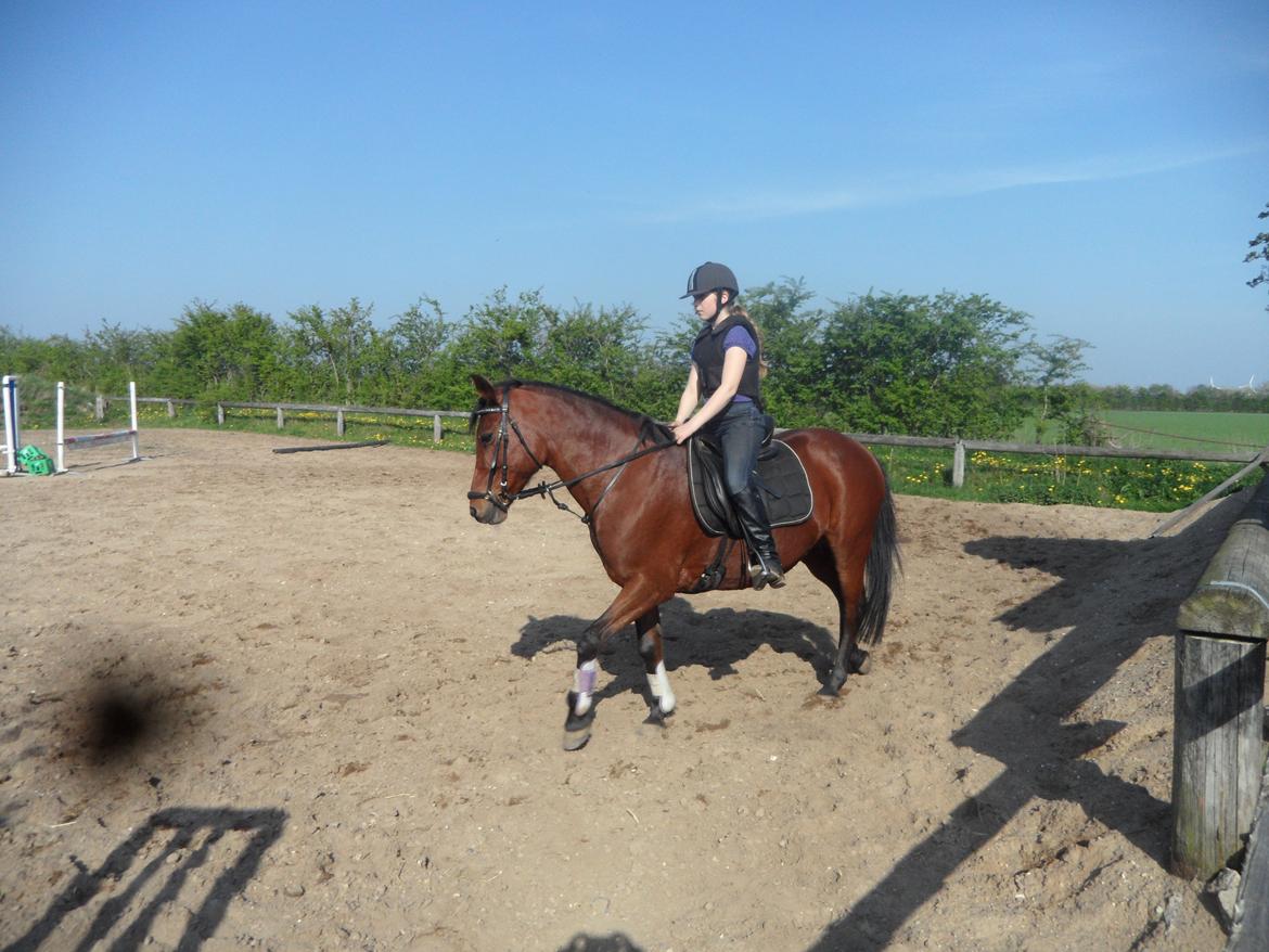 Hollandsk Sportspony Melanie's Lady  B-PONY - Første springtræning på Melanie´s Lady ;) billede 12