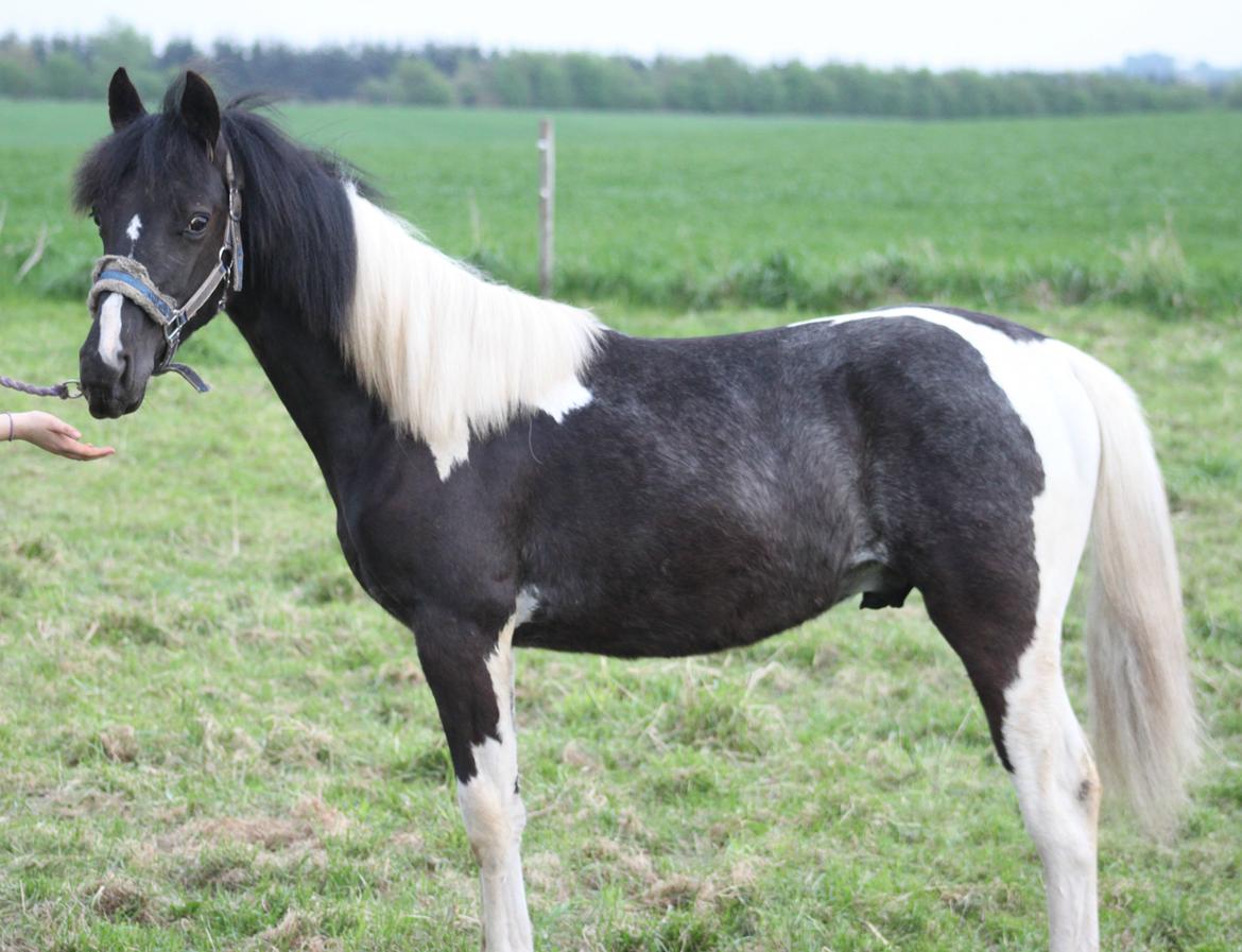 Pinto Moesgaards Baloo. - 12 måneder <3
17. maj 2013 billede 19