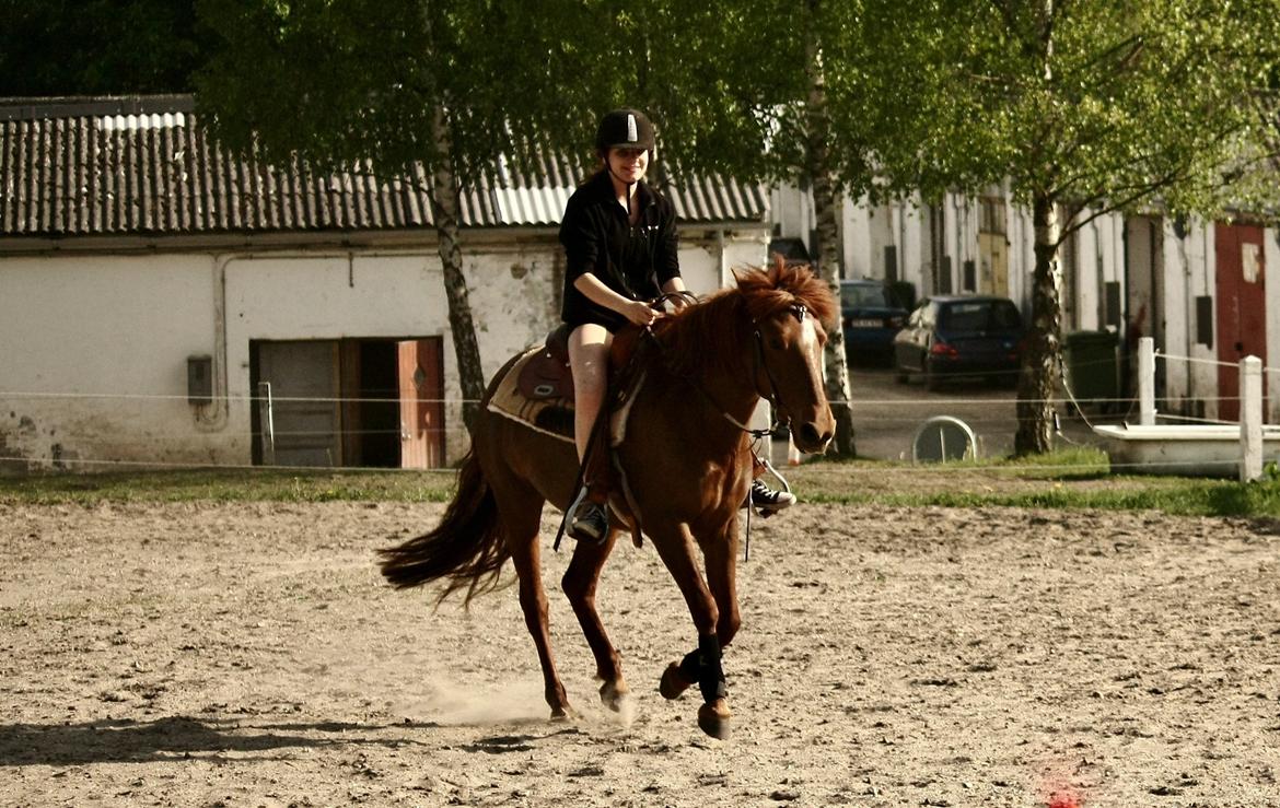 Anden særlig race | Galina Desire billede 42