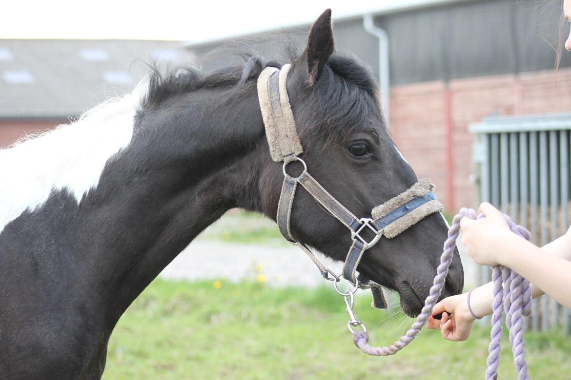 Pinto Moesgaards Baloo. - Praler lidt med den påbegyndende hingstehals.
12 måneder <3
17. maj 2013 billede 20