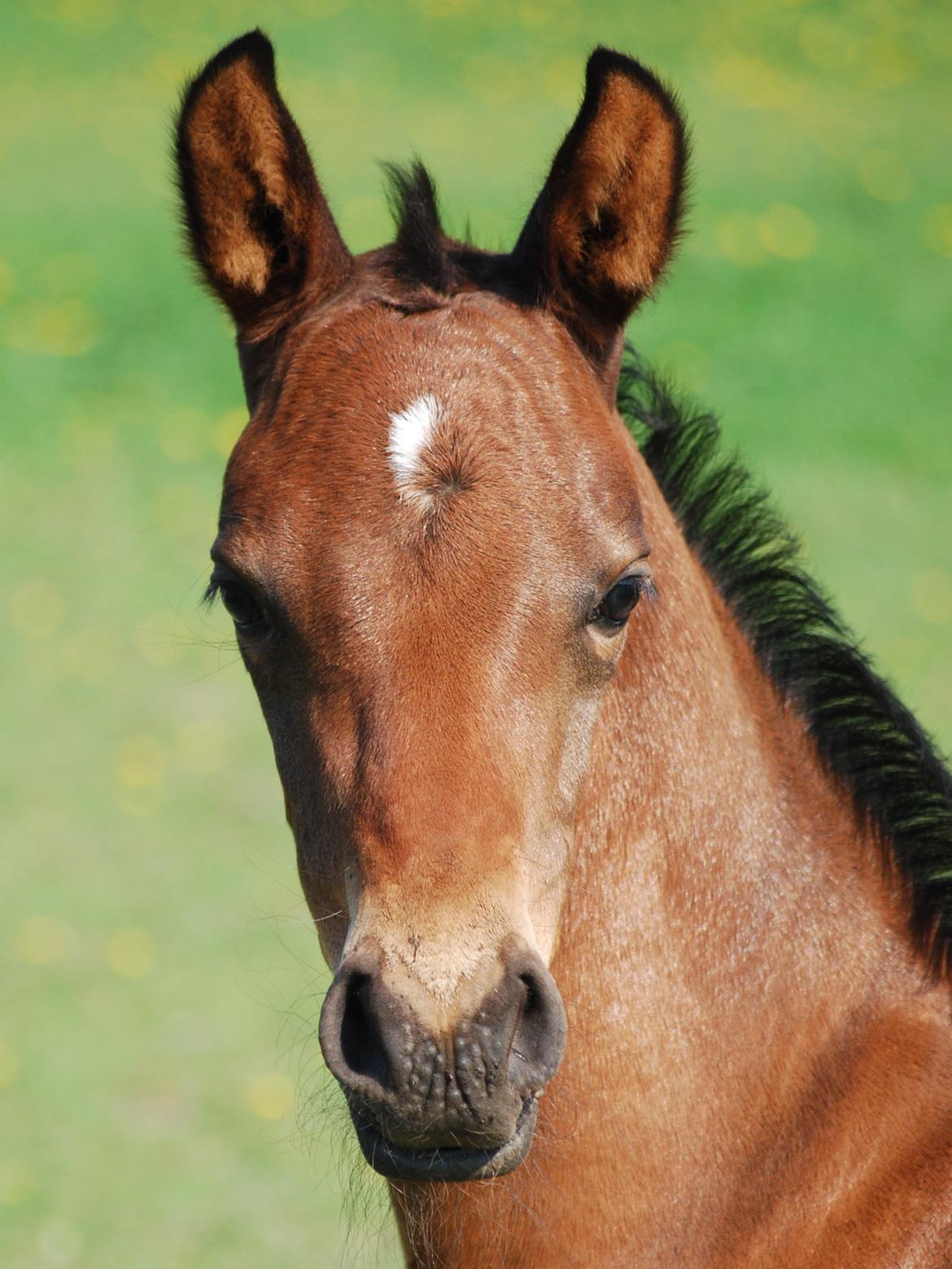 Dansk Varmblod Slæggerups Petacchi billede 1