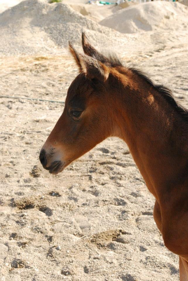 Dansk Varmblod Slæggerups Petacchi billede 2
