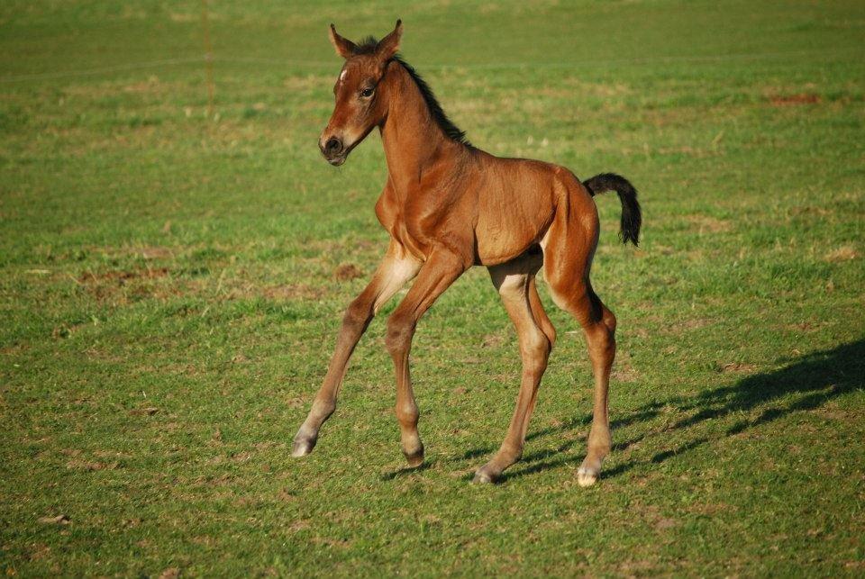 Dansk Varmblod Slæggerups Petacchi billede 3