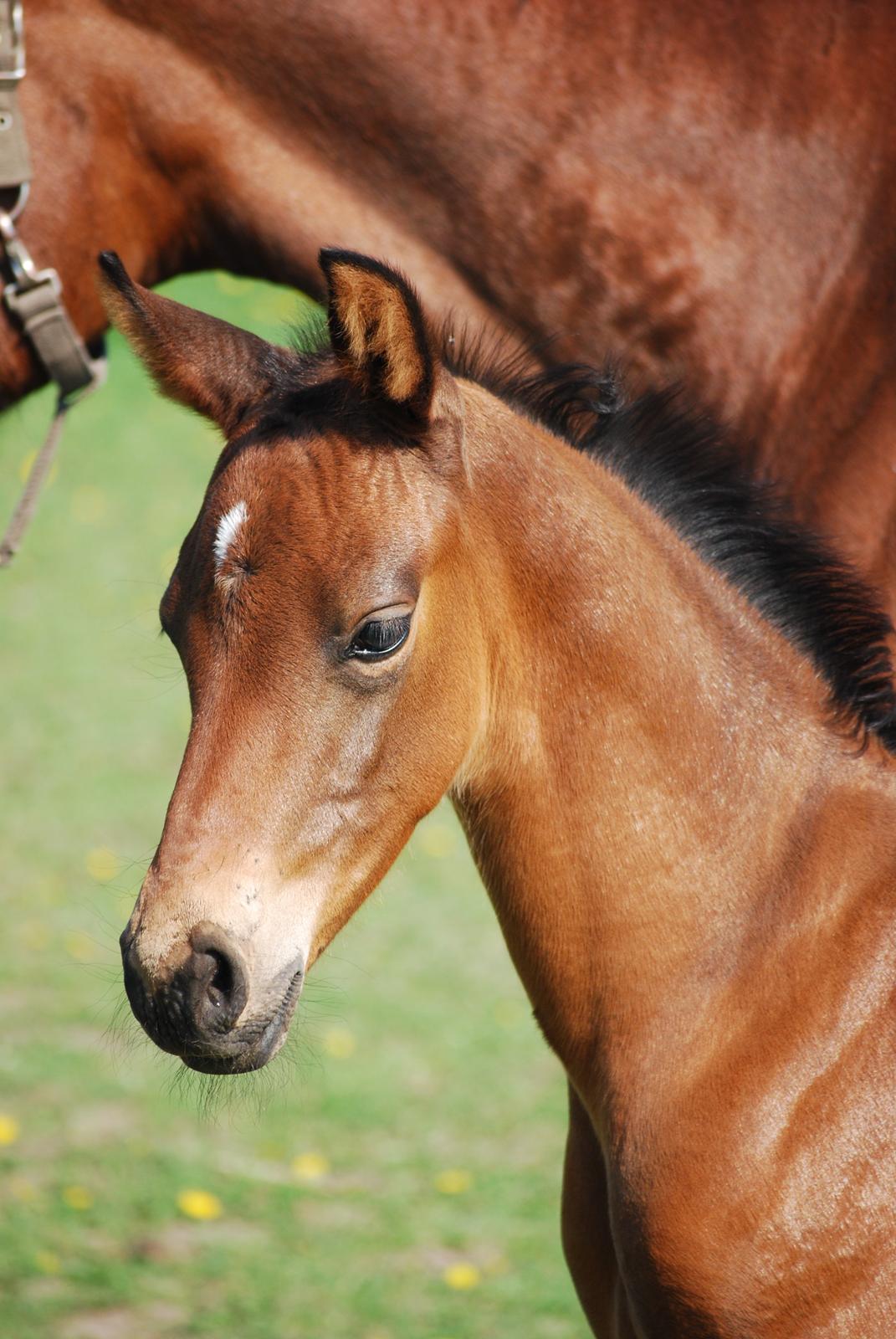 Dansk Varmblod Slæggerups Petacchi billede 4