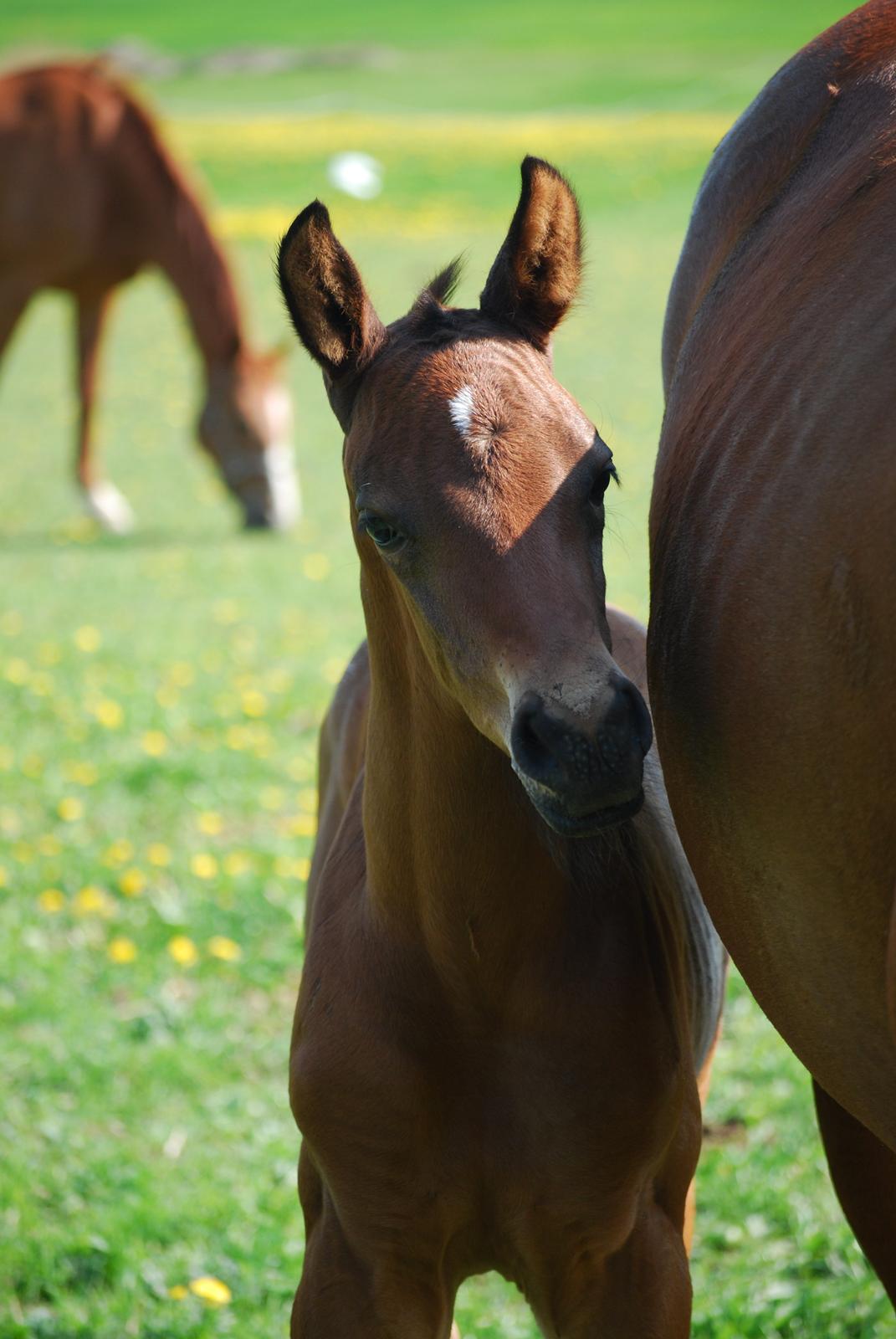 Dansk Varmblod Slæggerups Petacchi billede 5