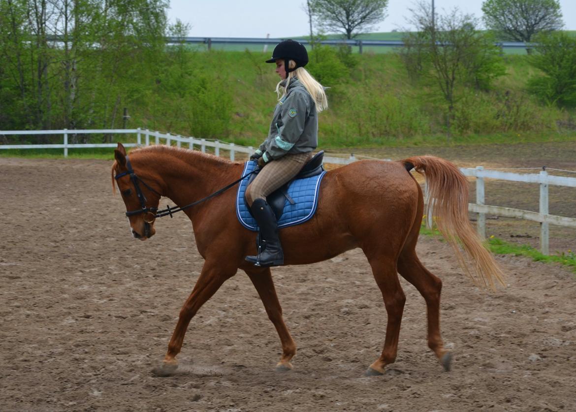 Arabisk fuldblod (OX) C.A. Mezat billede 3