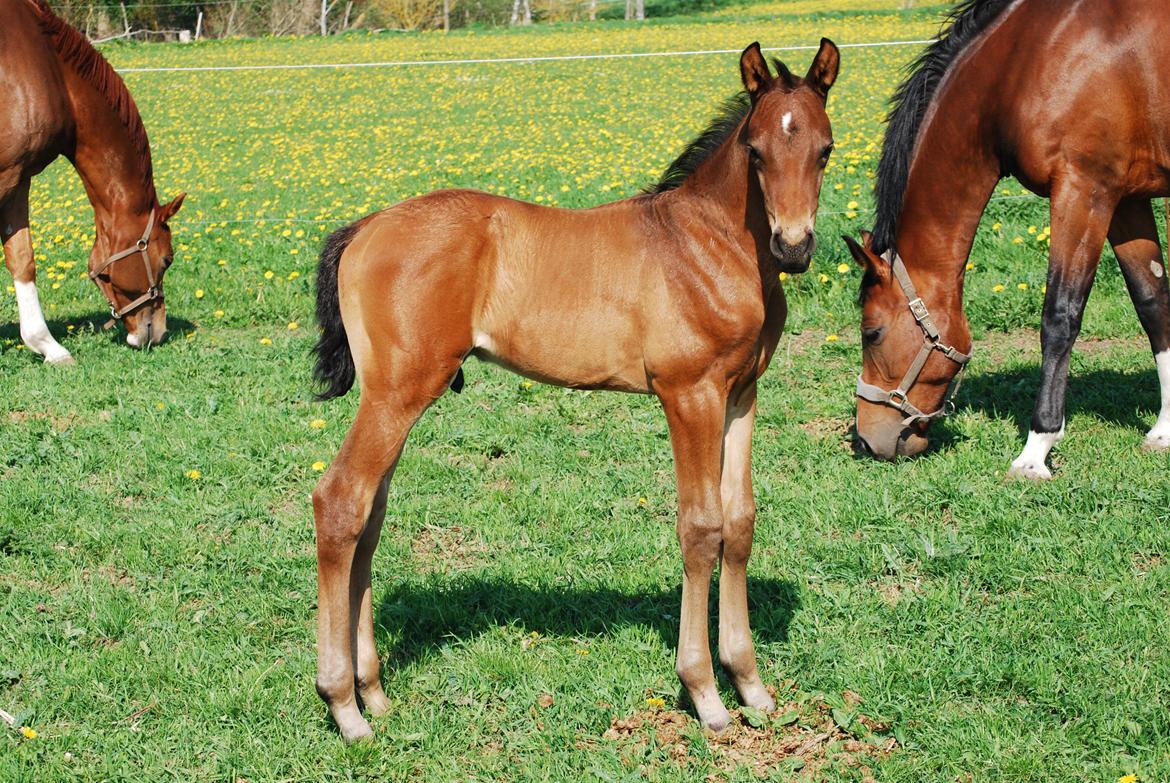 Dansk Varmblod Slæggerups Petacchi billede 6