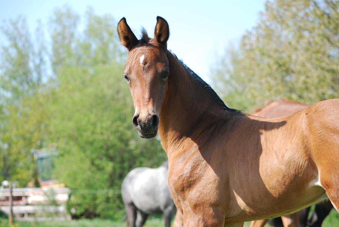 Dansk Varmblod Slæggerups Petacchi billede 7