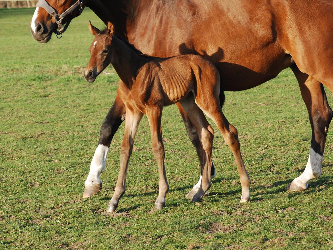 Dansk Varmblod Slæggerups Petacchi billede 8