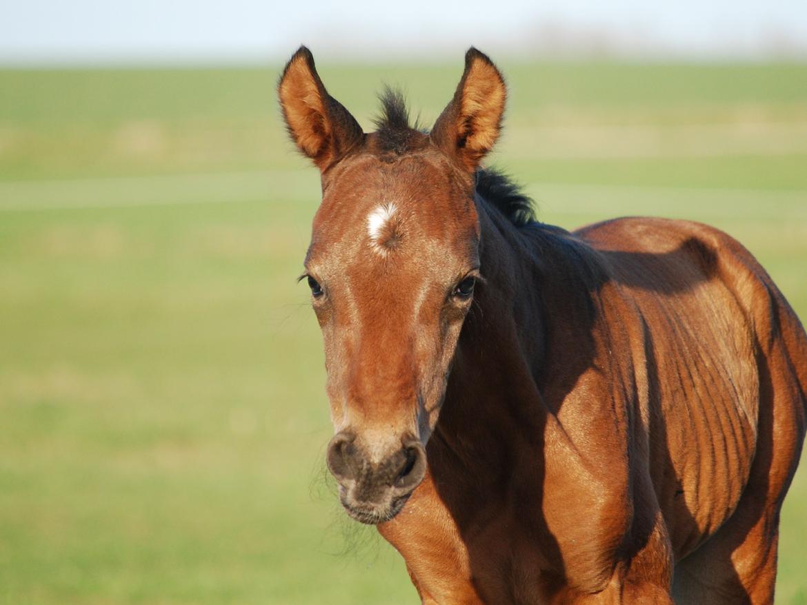 Dansk Varmblod Slæggerups Petacchi billede 9