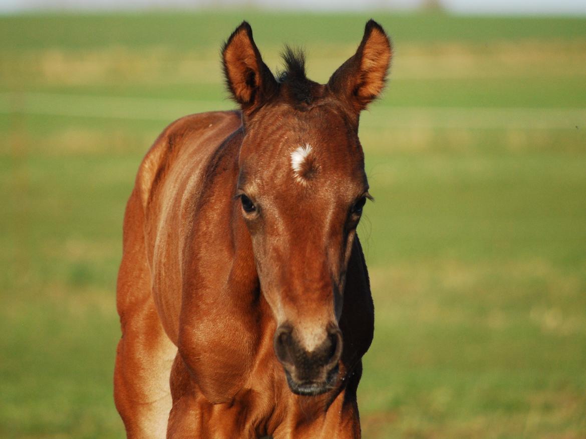 Dansk Varmblod Slæggerups Petacchi billede 10