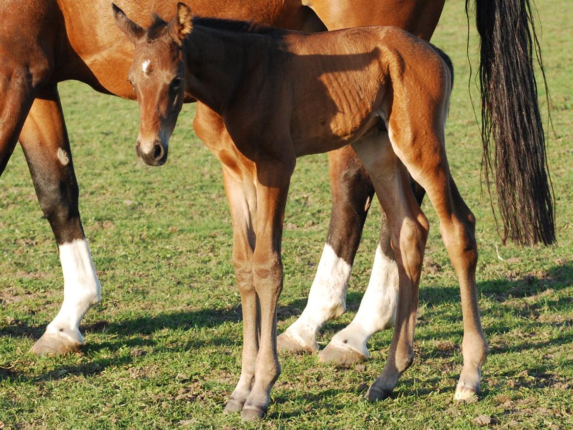 Dansk Varmblod Slæggerups Petacchi billede 11