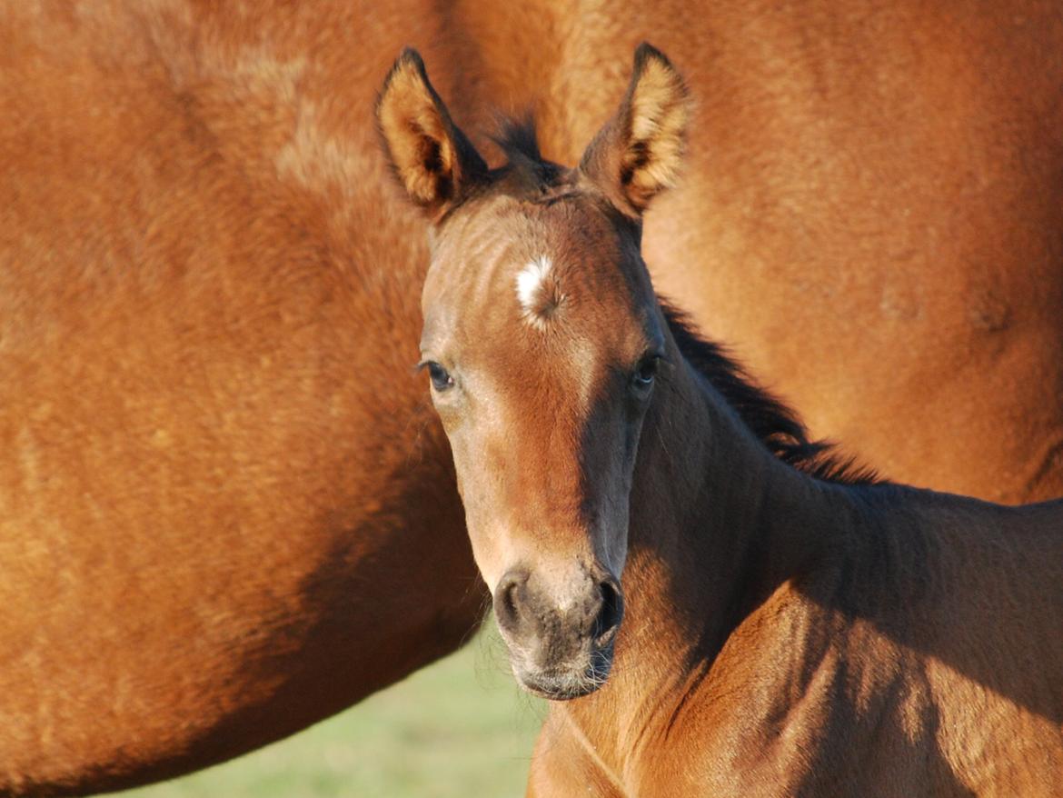 Dansk Varmblod Slæggerups Petacchi billede 12