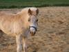 Haflinger Bugatti af Åtte Bjerge [Tidl. hest]