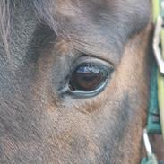 Oldenborg Akia Liberty