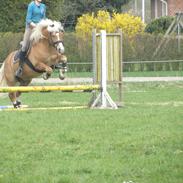 Haflinger Lasso
