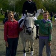 Anden særlig race Houdini<33 [min hest]