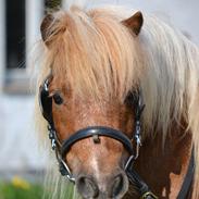 Shetlænder Annagaarden´s Boris