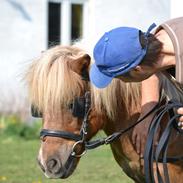 Shetlænder Annagaarden´s Boris