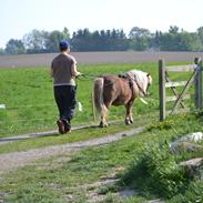 Shetlænder Annagaarden´s Boris