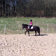 Anden særlig race Pepsi