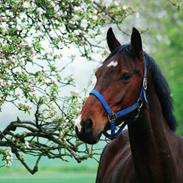 Anden særlig race Wajes Noxi