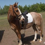 Anden særlig race Marokko