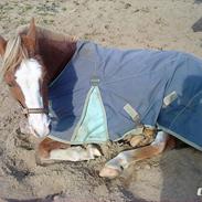 Anden særlig race Marokko