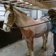 Anden særlig race Marokko