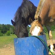 Anden særlig race Marokko