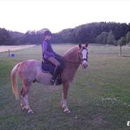 Anden særlig race Marokko