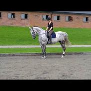 Hannoveraner Pysse (mr. prada)