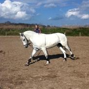 Welsh Mountain (sec A) Liberty