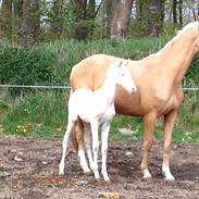 Palomino MOELLEAAENS BONNY LASS