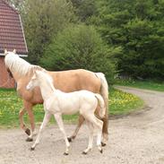 Palomino MOELLEAAENS BONNY LASS