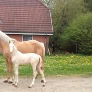 Palomino MOELLEAAENS BONNY LASS