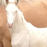 Palomino MOELLEAAENS BONNY LASS